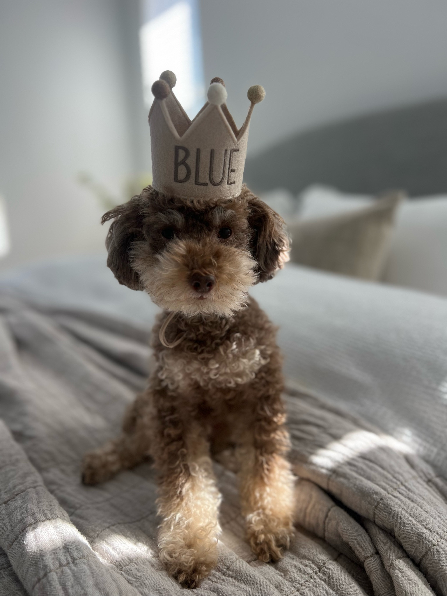 I mean, does it get any cuter than this? Birthday boy, Blue 🤍

#LTKFindsUnder50 #LTKParties #LTKCyberWeek