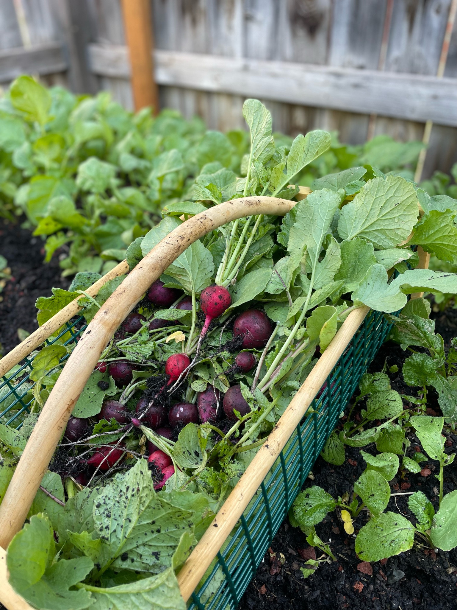 My garden hod that carries my harvest. Highly recommend!

I’ve stained my counters before from leaving produce on it for too long so make sure to have something to carry it.

#LTKHome