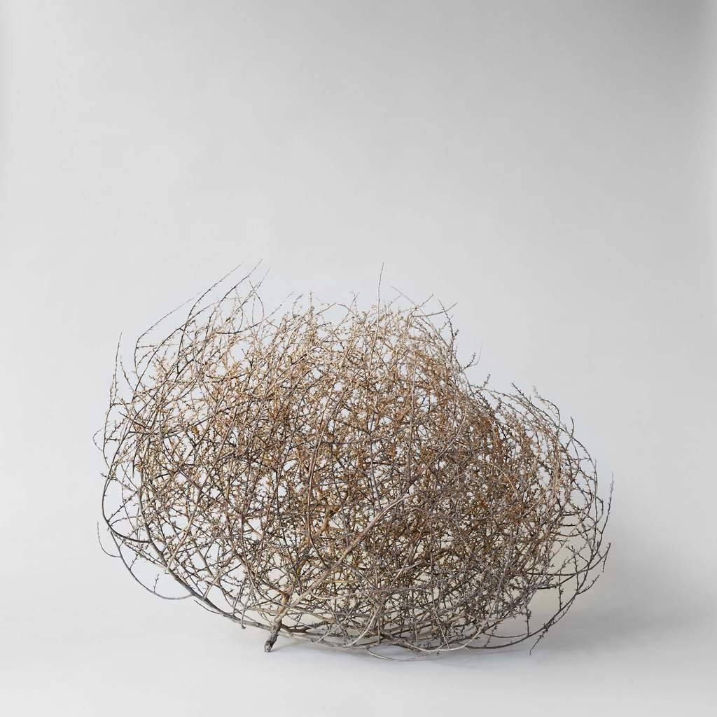 Dried Tumbleweed | Bloomist