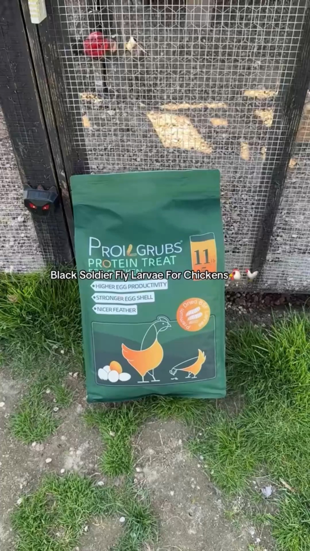 Black soldier fly larvae for my girls! My chickens love these!!! 

#LTKHome