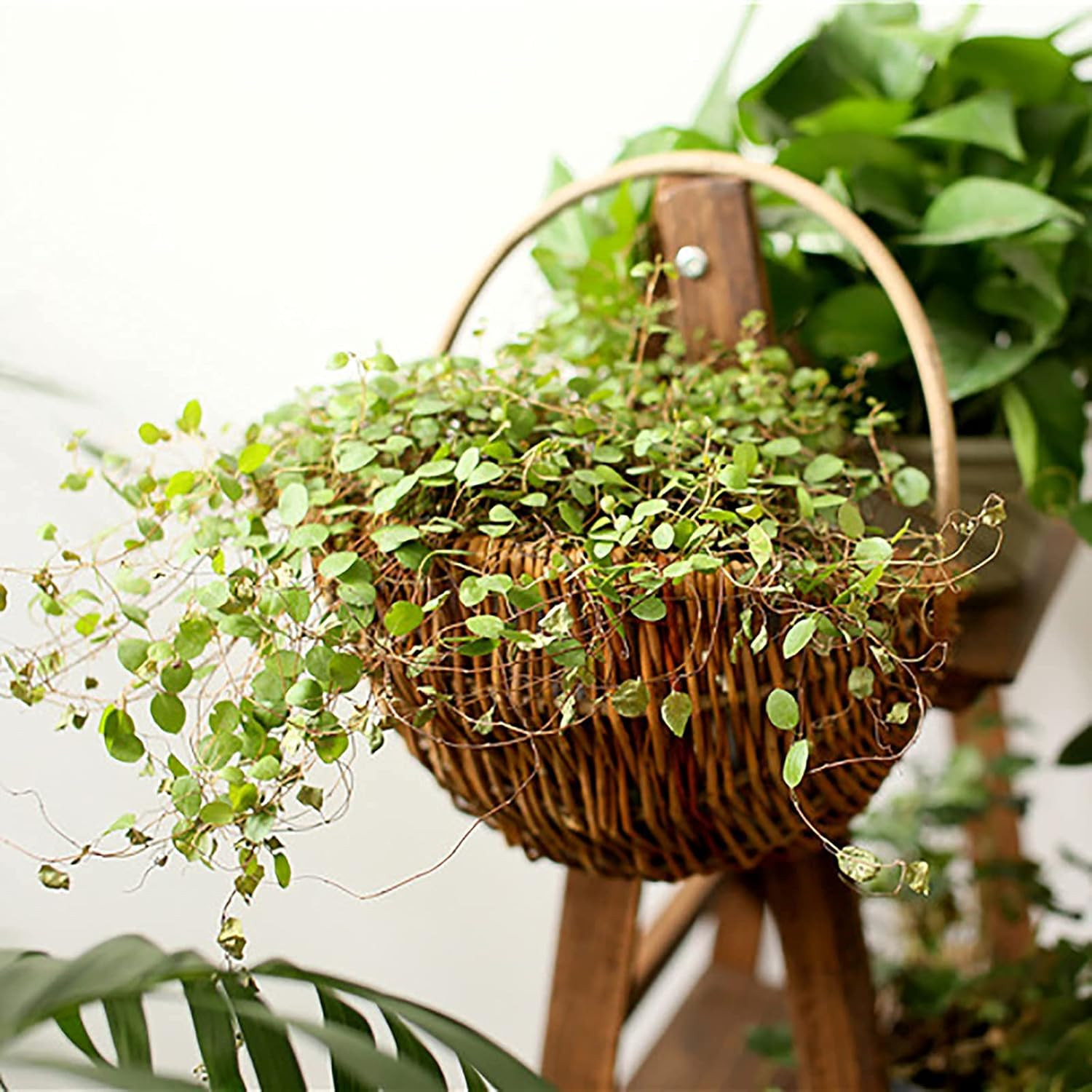 WLICWEI Wicker Hanging Basket for Plant,Natural Rattan Woven Flower Pot Basket,Country Style Wall... | Amazon (US)