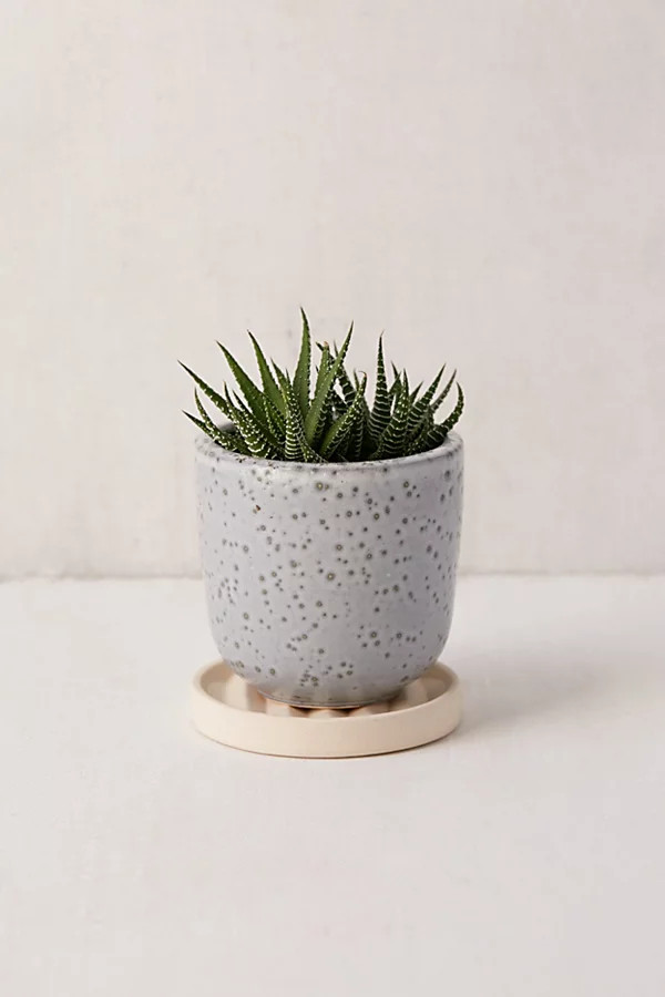 Parker 4" Planter + Drainage Tray Set | Urban Outfitters (US and RoW)