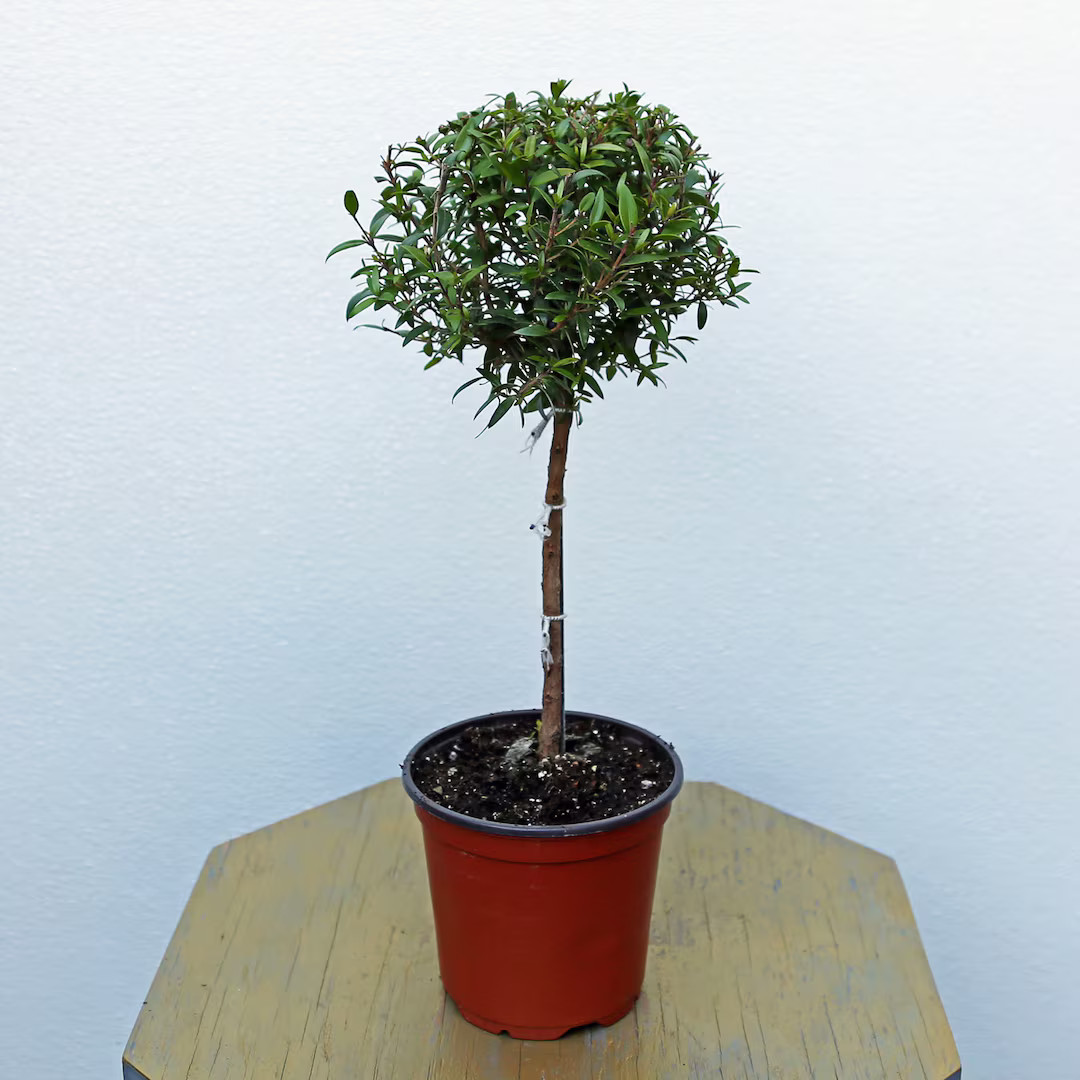 LIVE 4 Inch Pot Myrtle Topiary, Myrtus Bonsai Tree, Plant Lover Gift, Housewarming Gift, Christma... | Etsy (US)