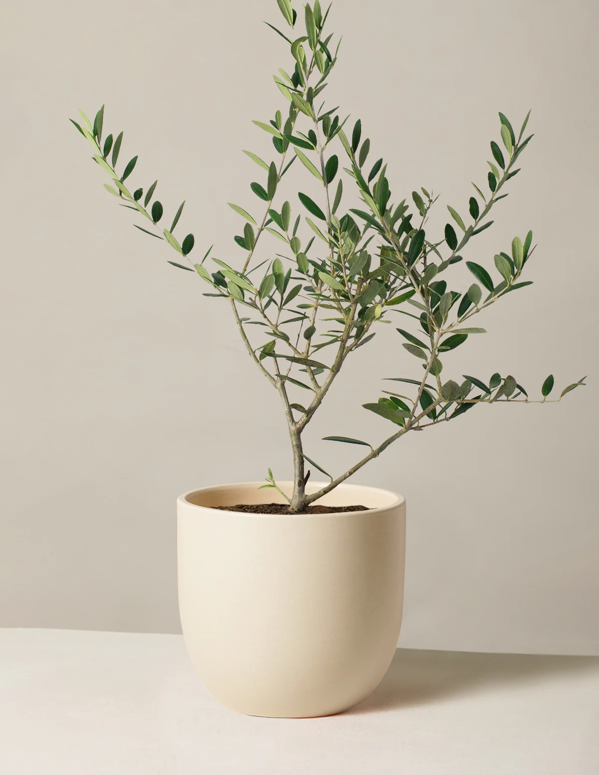 Olive Tree (Olea Europaea) Indoor Houseplant | Unique Plants for Delivery | The Sill