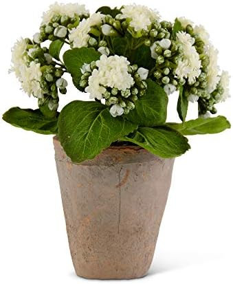 K&K Interiors 9.5 Inch White Kalanchoe in Distressed Clay Pot | Amazon (US)