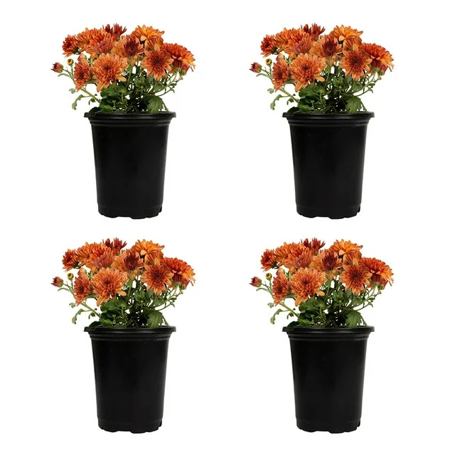 Expert Gardener | Walmart (US)