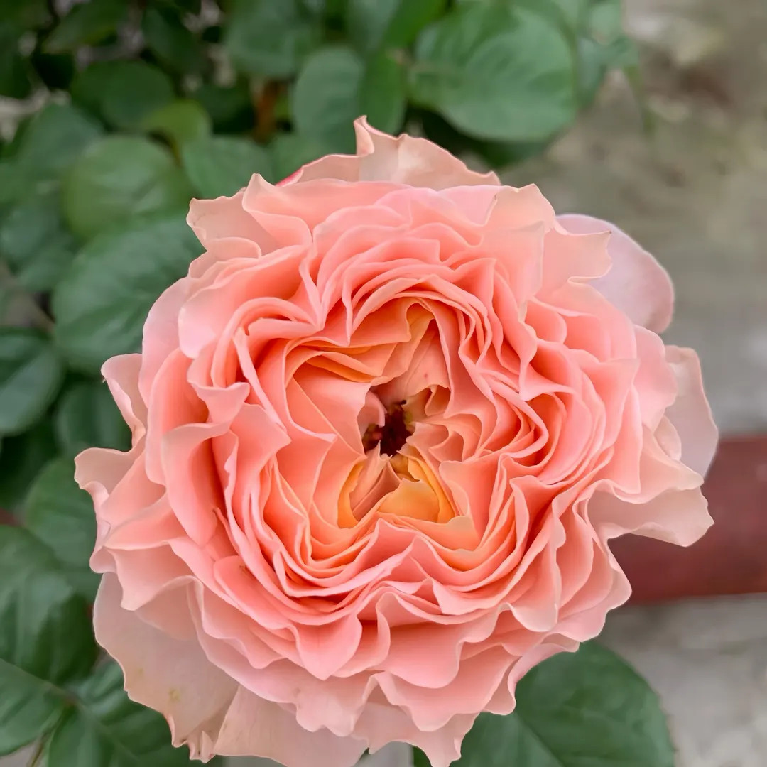 Georgia peach. 乔治蜜桃 | Etsy (US)