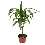 Shop Succulents | Standing Collection | Hand Selected, Air Purifying Live Dracaena Janet Craig Cane  | Amazon (US)