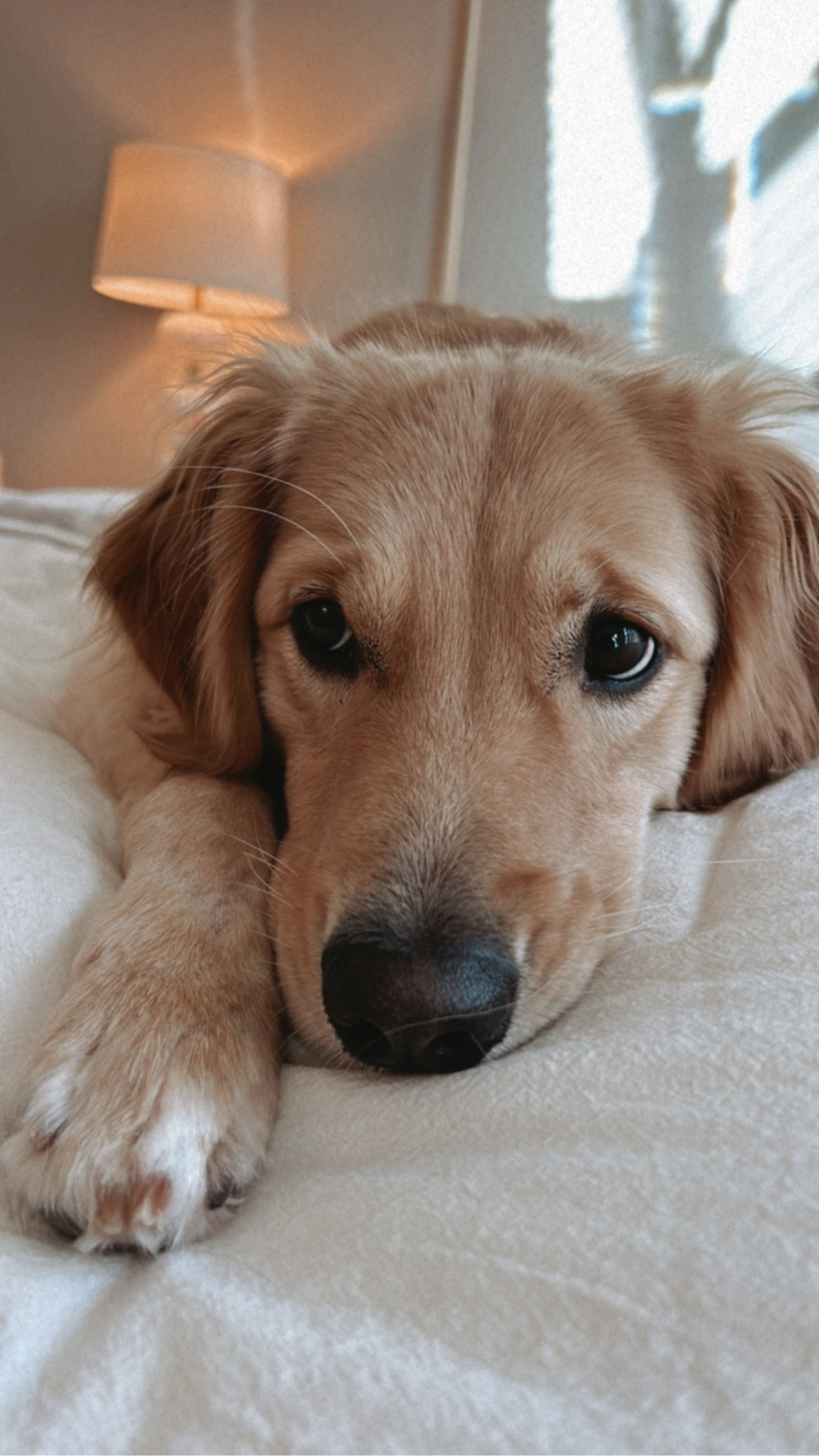 // scout’s shenanigans: a rainy day petsmart haul //

#LTKstorytime #LTKvlog #LTKdayinmylife