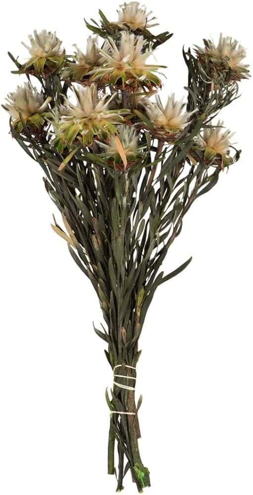 Vickerman 8-20" Natural Plumosum, Female, 8 Flower Heads per Bundle, Preserved | Amazon (US)
