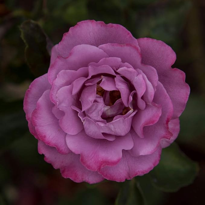 Heirloom Floribunda Roses, Live Own Root Plant for Outdoor Garden, Angel Face, Exceptionally Frag... | Amazon (US)