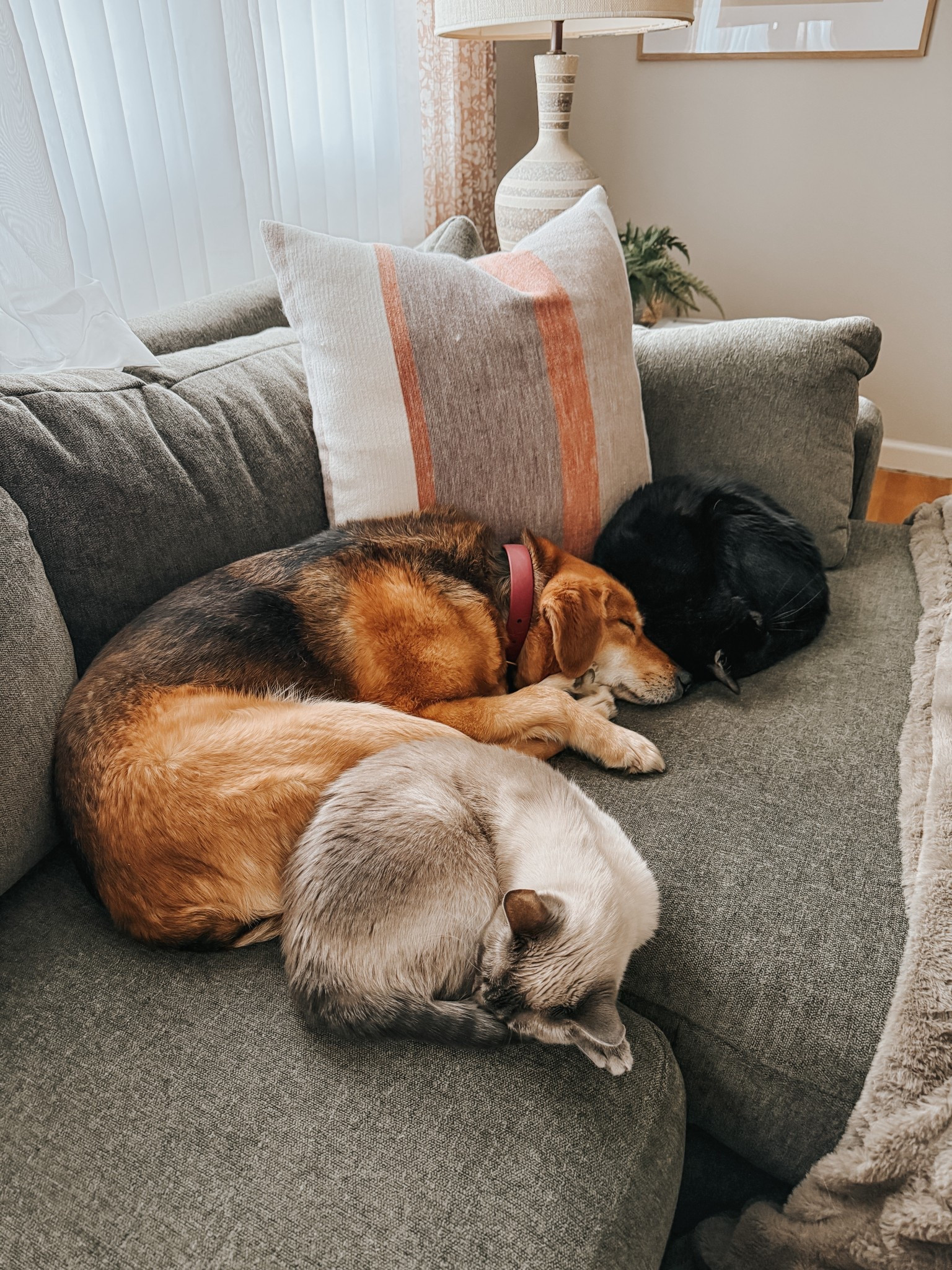 Roundup of pet-approved home accents that the wannabe designer in me ALSO approves of aesthetically! All linked here ⭐️

#LTKHome