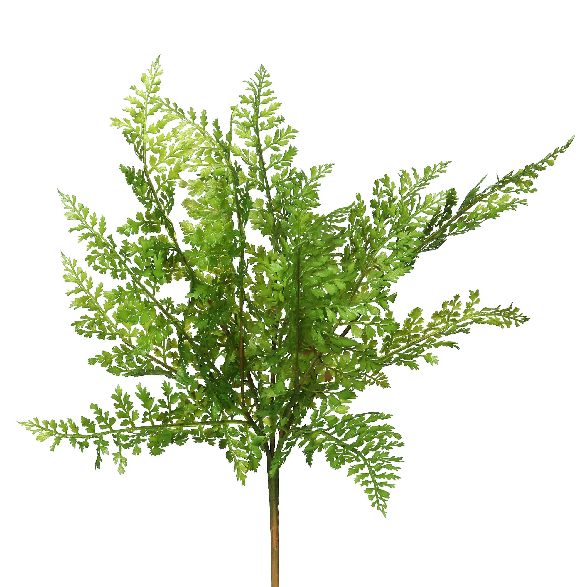 Taft Fern Stems | Wayfair North America