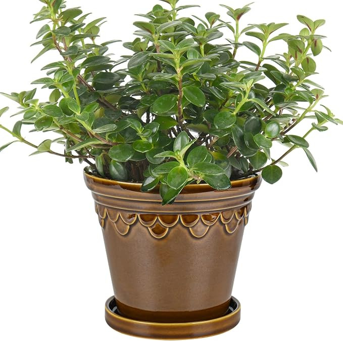 6.3 Inch Ceramic Planter, Plant Pot with Drainage Hole and Saucer, Decorative Glaze Flower Pot fo... | Amazon (US)