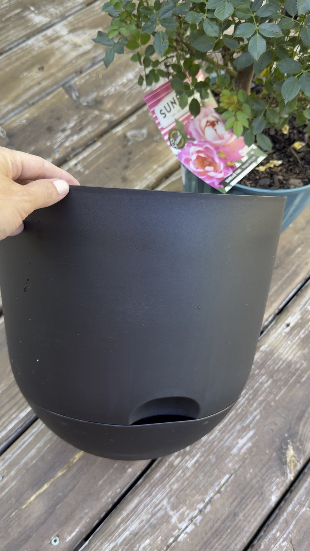 The self watering planters I like are 40% off and as low as $1.80 for the 8 inch! This is the 12 inch and I’m going to grab more. I like that the spout is on the bottom so the plants don’t get water logged.

Gardening // Target finds // container garden // Target home 

#LTKmomlife #LTKOver40 #LTKSaleAlert