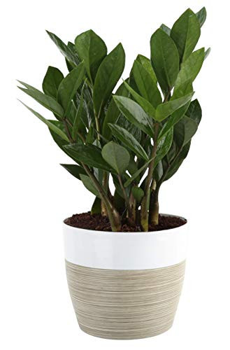 Costa Farms ZZ Zamioculcas zamiifolia, Indoor Plant, 12-Inch Tall, White-Natural Décor Planter | Amazon (US)