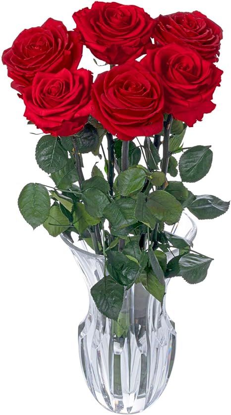 Be Shapy Forever Real Long Lasting Roses That Last a Year Fresh Cut Preserved Natural Flowers Flo... | Amazon (US)