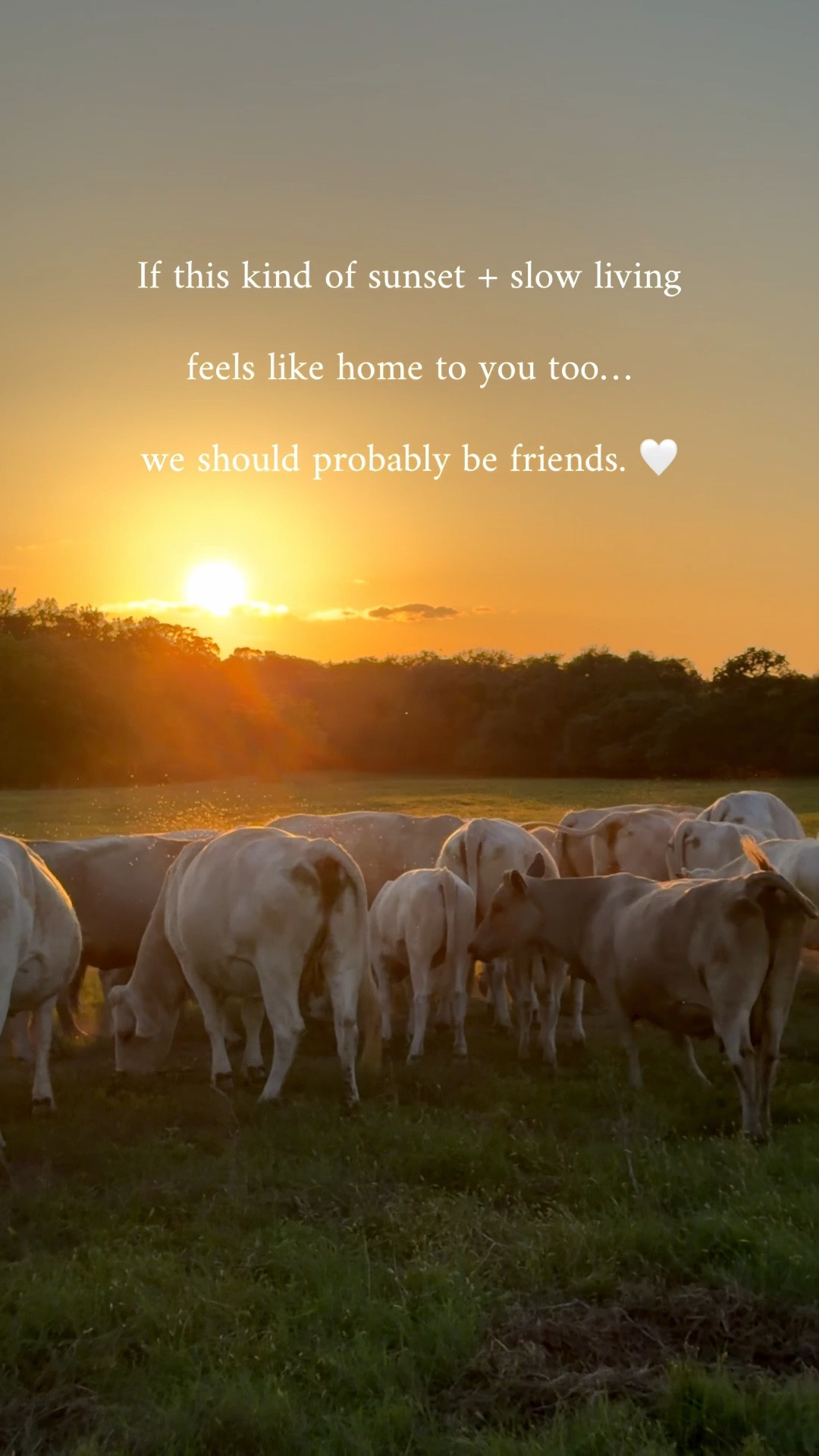 Some of my favorite moments are the simple ones. 🌅🤎

Slow evenings, feeding cows, a Texas sunset, and soaking in this season of life. The older I get, the more I realize these are the moments that matter most.

#SlowLiving #TexasLife #CountryLiving #FarmLife #SimpleMoments #SunsetViews #LifestyleContent #FarmhouseLiving #CozyLiving #RanchLife

#LTKdayinmylife #LTKHome #LTKstorytime