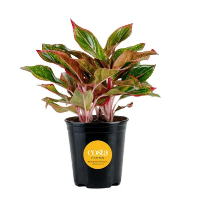 Costa Farms Grower's Choice Aglaonema Indoor House Plant in 5-inch Grower Pot | Wayfair North America