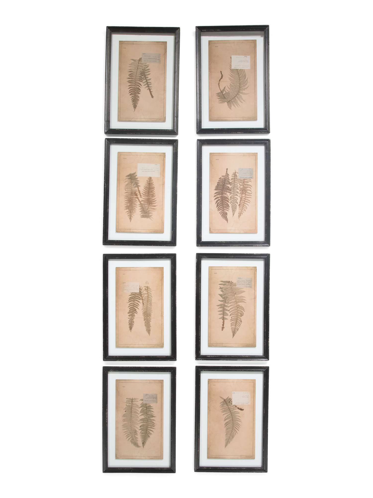 Set Of 8 Framed Vintage Fern Prints | TJ Maxx