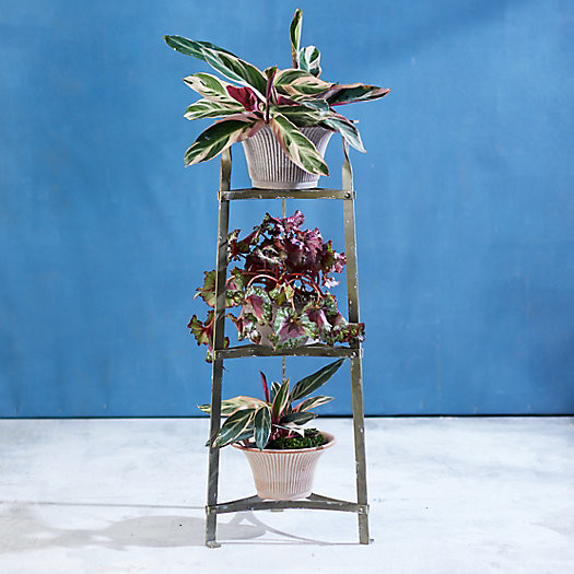 Three Tiered Iron Plant Stand | Terrain