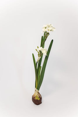 Paperwhite Bulb | THELIFESTYLEDCO