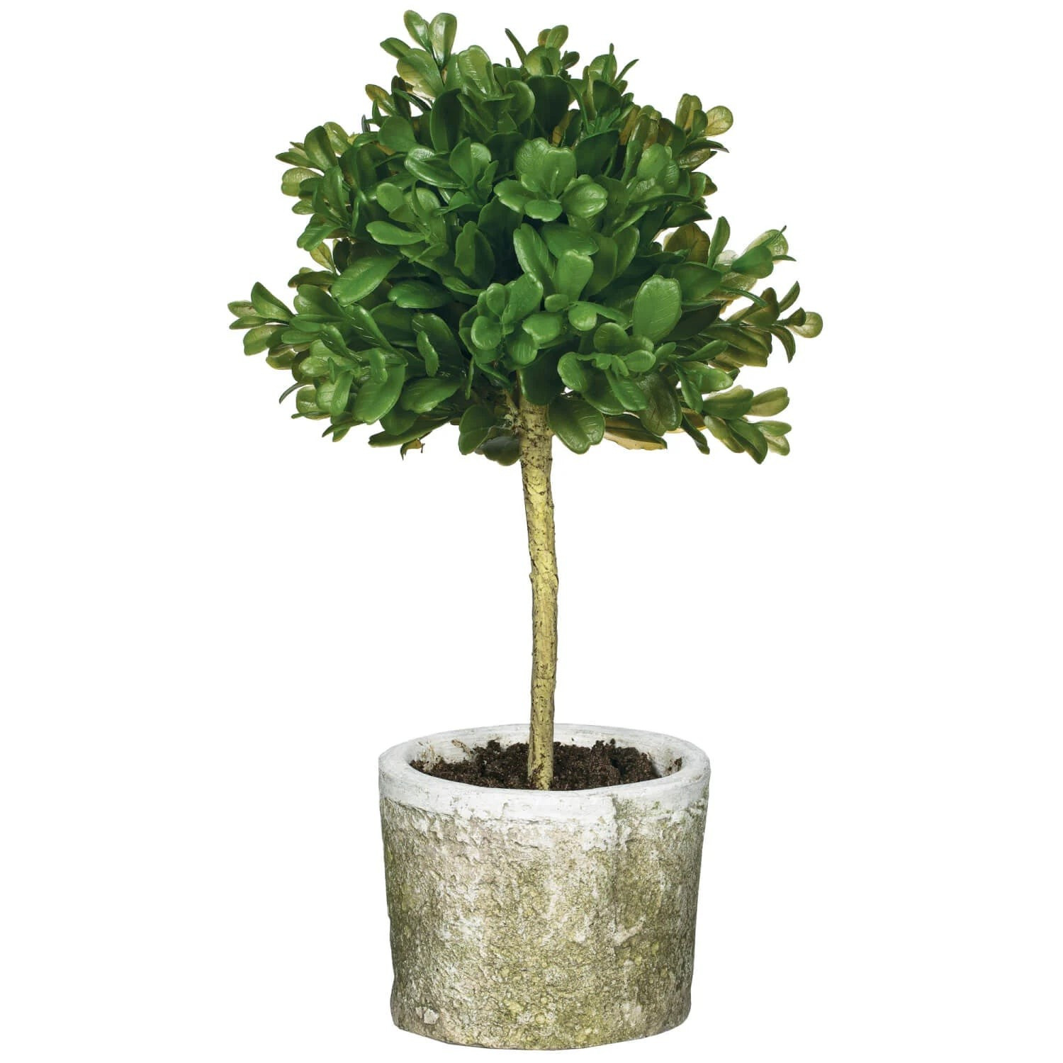 Mini Boxwood Topiary | The Nested Fig