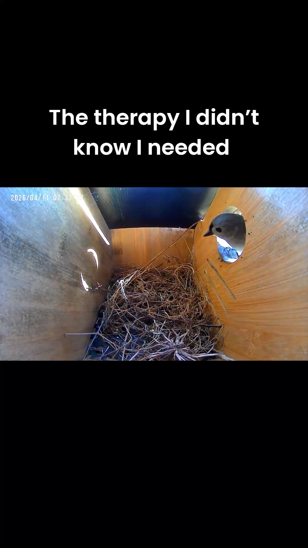 season after season this bird cam gives me a little dose of therapy 🙂

#LTKdayinmylife #LTKHome #LTKselfcare