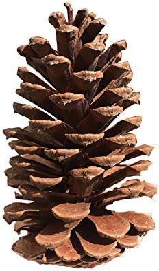 Christmas Pinecone Ornaments Xmas Tree Ornaments 4.3"- 5.9" Natural Wood Christmas Tree Decoratio... | Amazon (US)