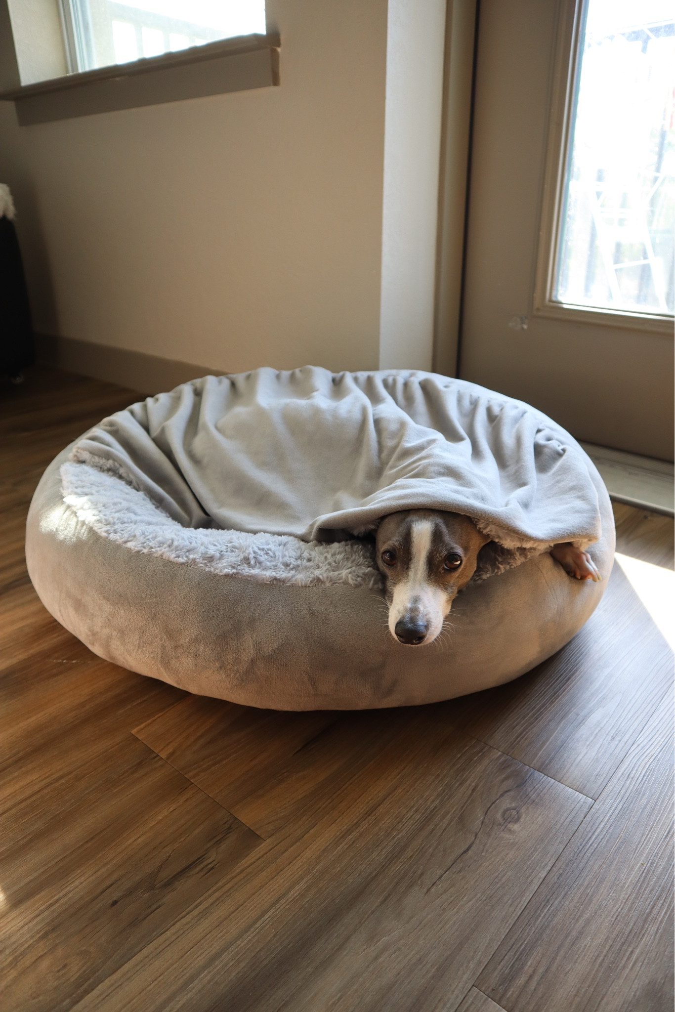 Amazon Favorites, amazon finds, amazon must haves, amazon essentials, amazon under $50, amazon under $100, amazon dog , amazon made me buy it, found it on amazon 

#LTKunder100 #LTKsalealert #LTKunder50