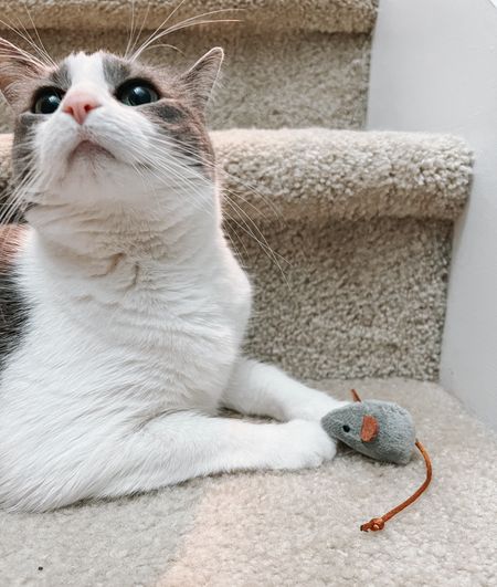 Cat Toys Under $10 🐾🧸😻 great, affordable cat toys for your furbaby, including the catnip mice Emory is obsessed with! 

#LTKGiftGuide #LTKfindsunder50 #LTKfamily