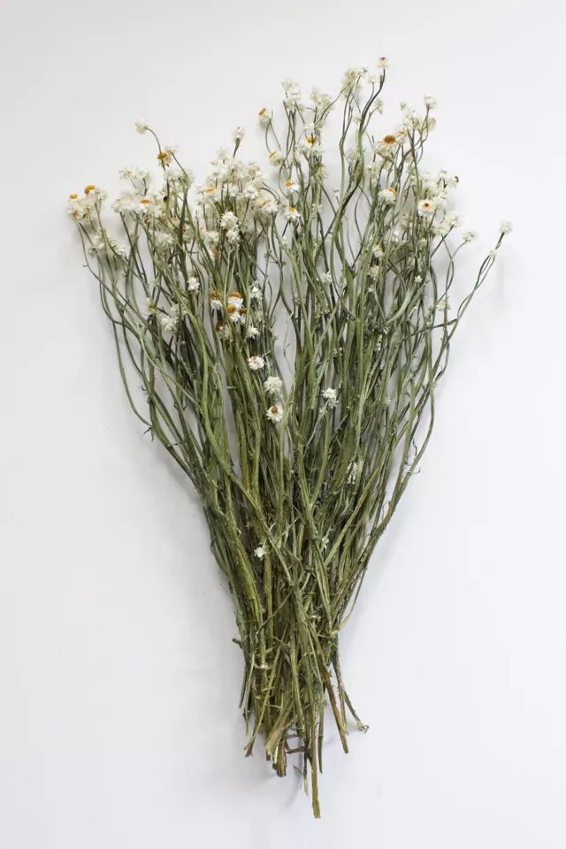 Roxanne's Dried Flowers Ammobium | Urban Outfitters (US and RoW)