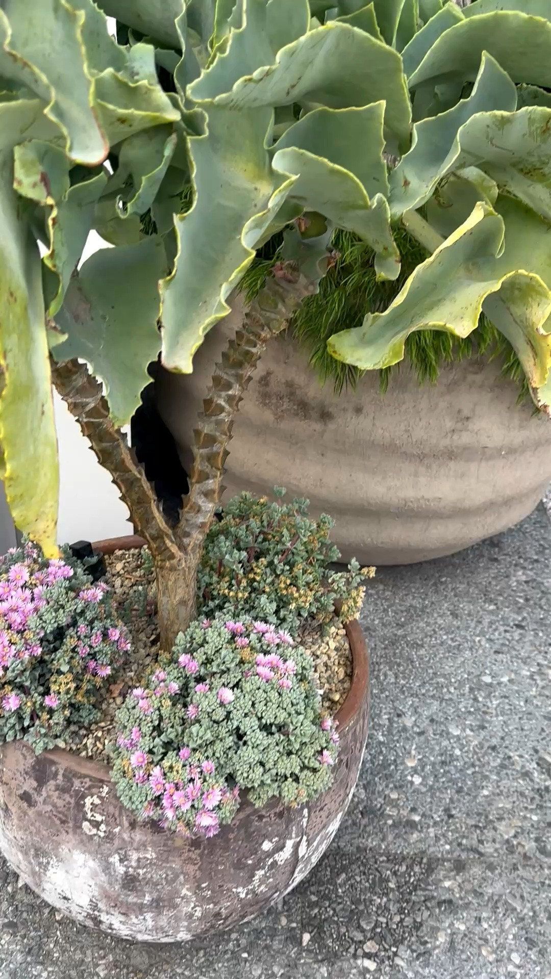 Monday reset starts at the front door.

There’s something grounding about an oversized organic planter at the entryway—the sculptural shape, the layered greenery, the natural texture. It creates an instant sense of calm while bringing life and softness to the architecture.

A thoughtfully styled entrance sets the tone for the week ahead: fresh, welcoming, and full of possibility.

#MondayMood #NewWeekNewGoals #EntrywayInspo #OrganicPlanter #OutdoorPlanter #PlanterStyle #GreeneryDesign #LandscapeDesign #ModernClassicStyle #FrontEntry #CurbAppeal #NaturalTextures #OutdoorLiving #HomeStyling #SereneSpaces #GardenInspiration #ExteriorDesign #LTKHome

#LTKdayinmylife #LTKHome #LTKSaleAlert
