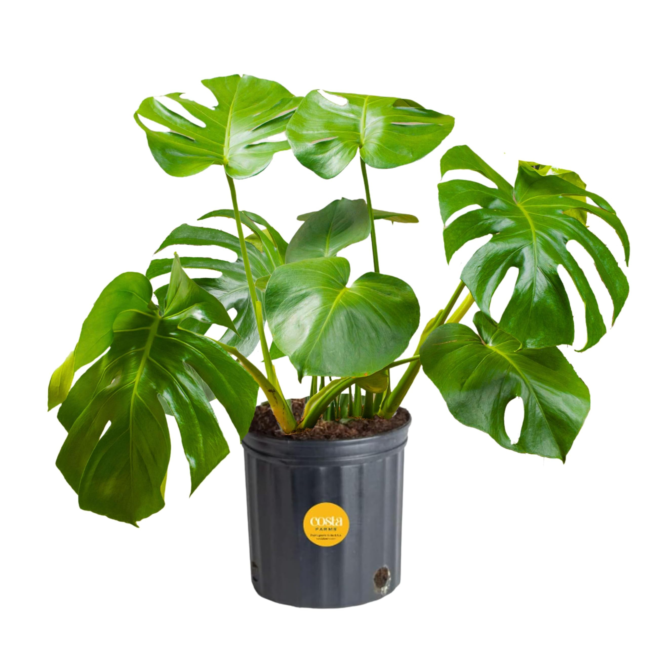 Costa Farms Monstera Swiss Cheese Plant, Live Indoor Plant, Easy to Grow Split Leaf Houseplant in... | Amazon (US)