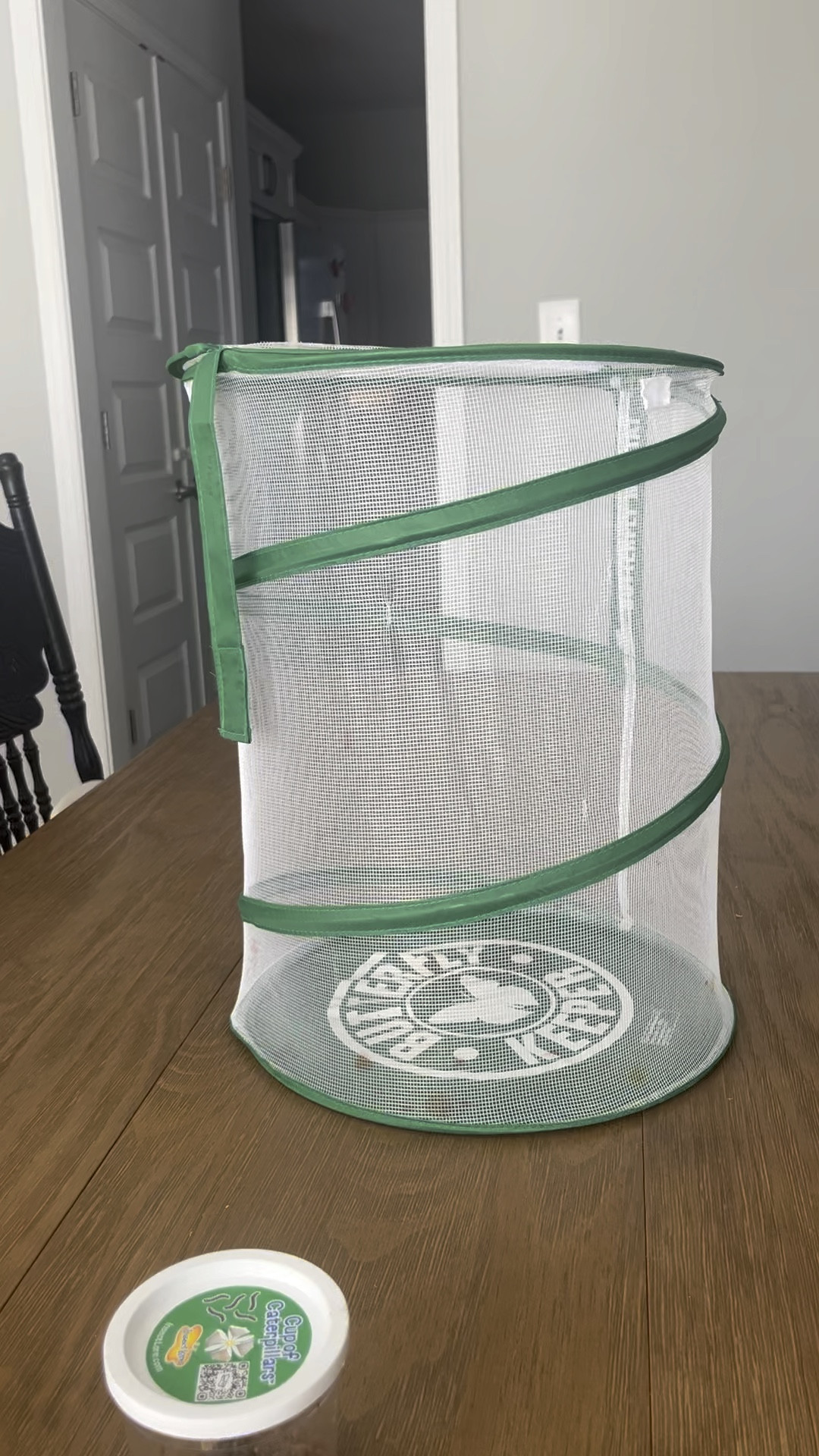 Everything you need to grow your own butterflies 🐛

#LTKSeasonal #LTKBaby #LTKKids