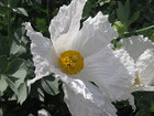 Click for more info about Matilija Poppy * California Tree * Romneya Coulteri * Fried Egg Plant * Seeds