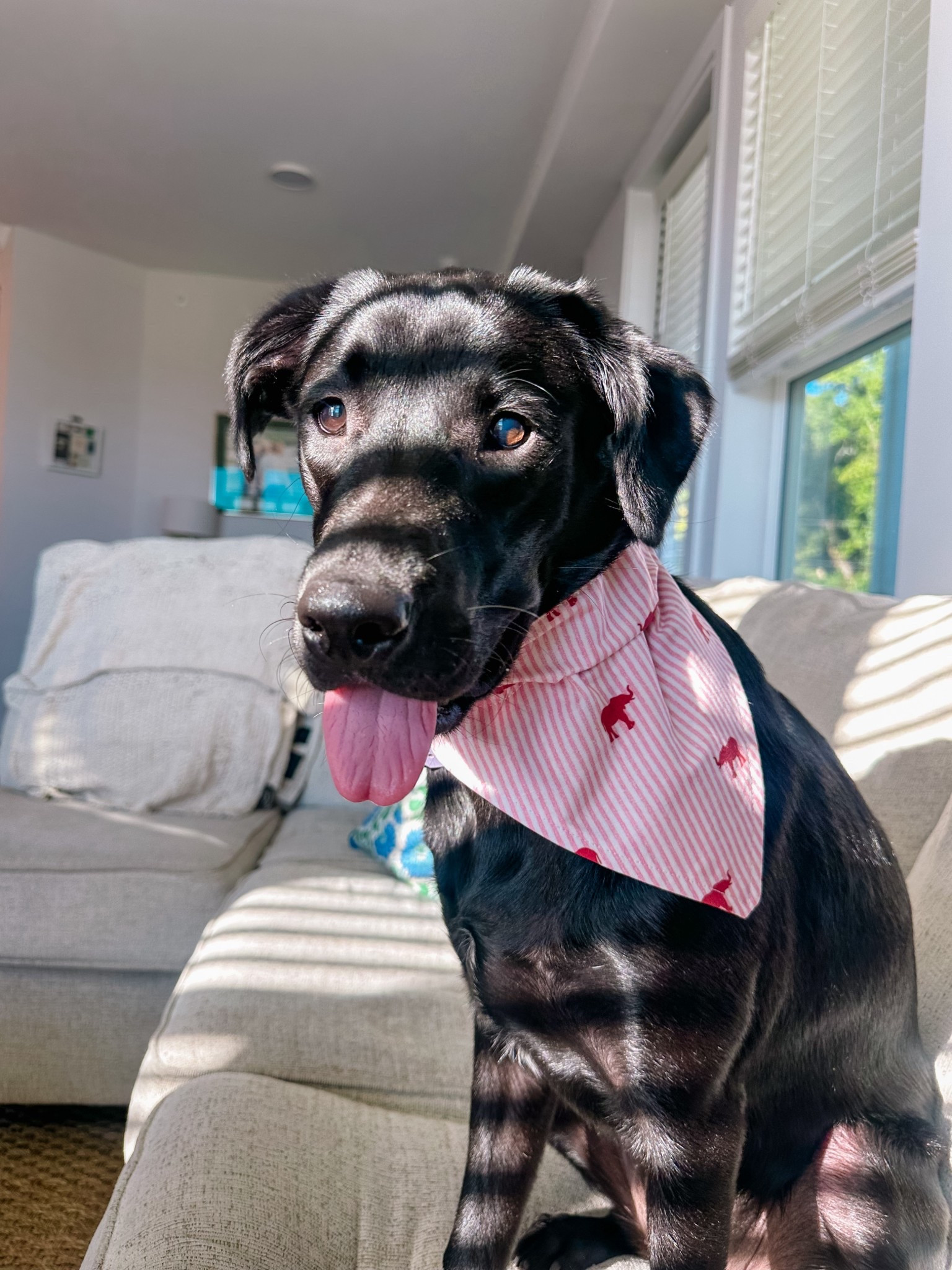 Found the SWEETEST gameday bandana for Miss Piper!! She’s all decked out in her Alabama football gear now!!football

#LTKPets