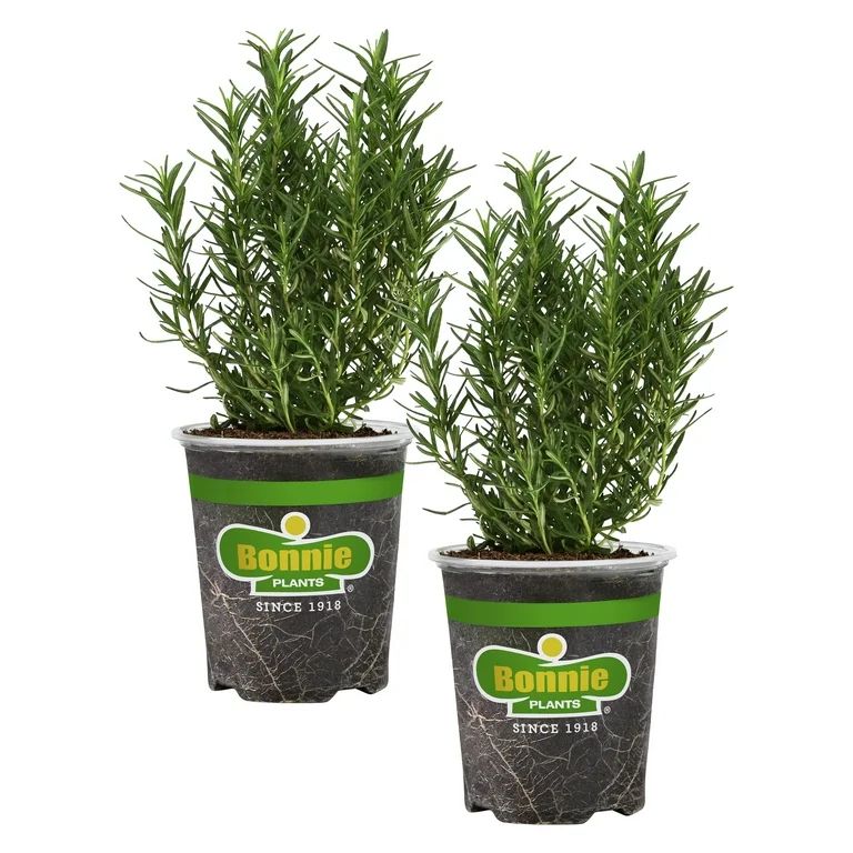 Bonnie Plants Rosemary 19.3 oz., 2-Pack, Live Plant | Walmart (US)
