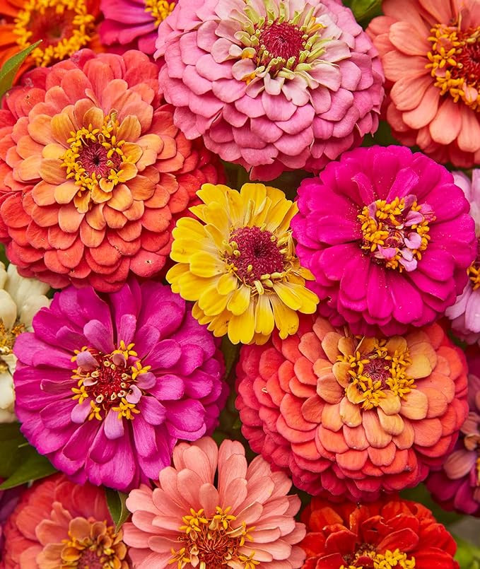 Burpee Cut & Come Again Zinnia Seeds 175 seeds | Amazon (US)