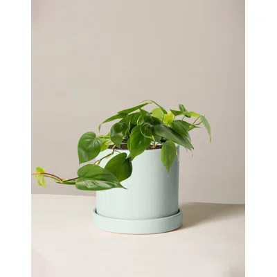 Plant in Pot | Wayfair North America