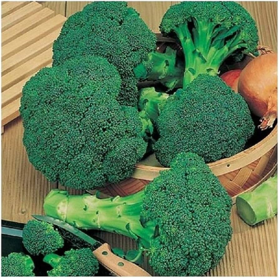 PREMIER SEEDS DIRECT - Broccoli - Calabrese - Green Sprouting - 1000 Seeds | Amazon (UK)
