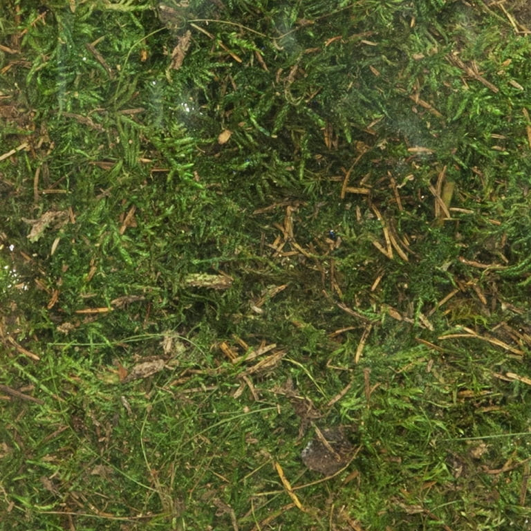 Planter and Terrarium Sheet Moss, Green, 2 oz. Bag, 1" L x 7" Wide x 11" H, Indoor / Outdoor Use | Walmart (US)