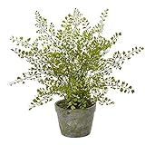 Nearly Natural 4251 Maiden Hair Artificial Plant in Planter Green Small | Amazon (US)