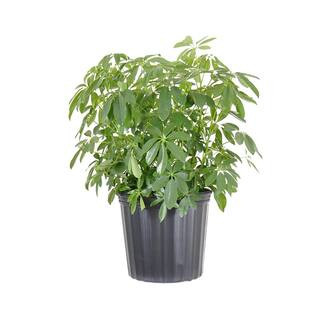 Dwarf Umbrella Schefflera Arboricola Green Plant in 9.25 inch Grower Pot | The Home Depot