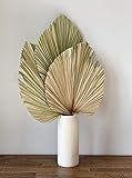 Set of 3 Large Palm Leaves Dried Organic - Dried Palm Spears Boho Home Decor Wedding Decor DIY | Amazon (US)