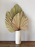 Set of 3 Large Palm Leaves Dried Organic - Dried Palm Spears Boho Home Decor Wedding Decor DIY | Amazon (US)