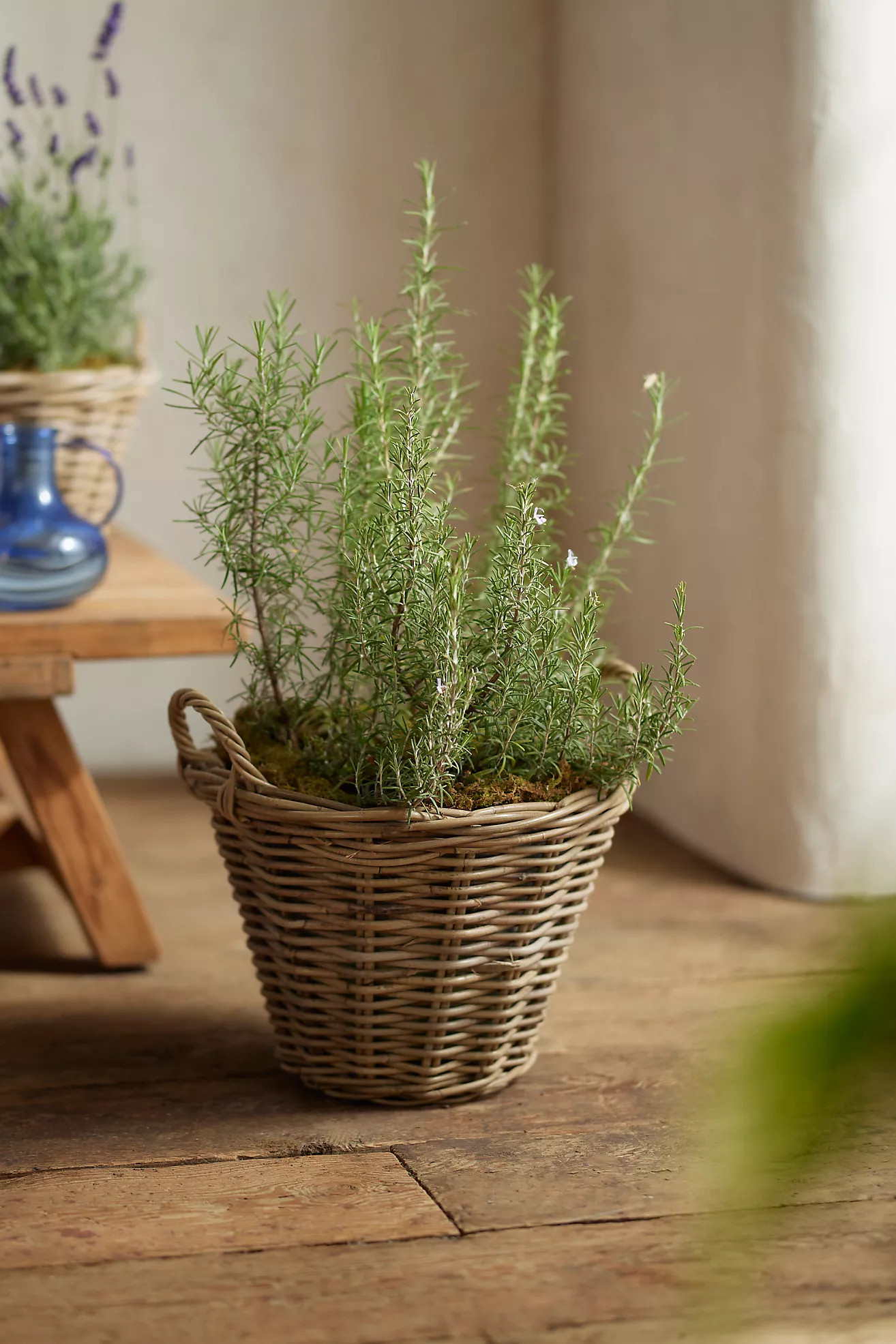 Rattan Tapered Basket Planter | Anthropologie (US)