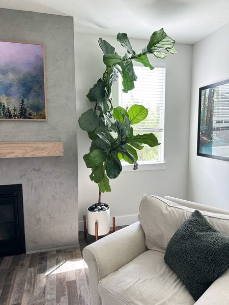 I bought this fiddle leaf fig plant from The Home Depot four years ago, and I’m honestly surprised it’s still alive! I water it maybe once every two weeks and it’s thriving on my neglect 😂

#plantcare #livingroom #plantmom #tree #homedecor 

#LTKfindsunder100 #LTKhome #LTKfamily
