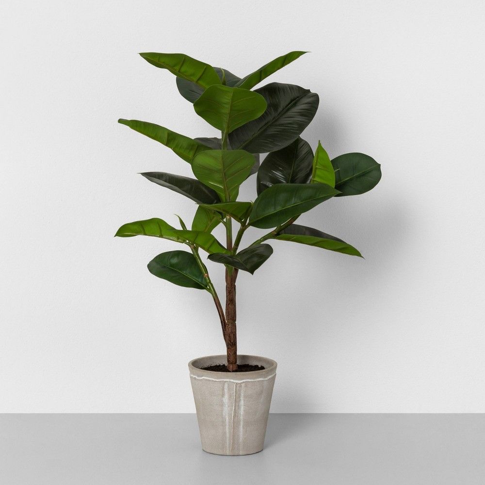 26"" Faux Rubber Tree Potted Plant - Hearth & Hand with Magnolia | Target