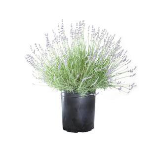 #5 Container 'Provence' French Lavender Shrub Plant | The Home Depot